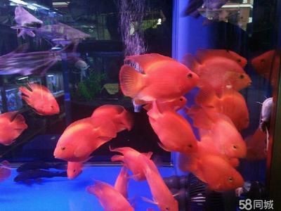南美魚缸的水質管理是根據搜索結果推薦的幾種魚類品種：南美魚缸如何選擇 南美魚缸的水質管理是根據搜索結果推薦的幾種魚類品種：南美魚缸如何選擇 魚缸百科 第3張