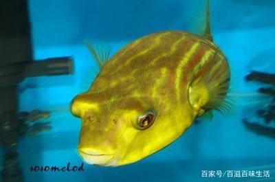 南美魚缸的水質管理是根據搜索結果推薦的幾種魚類品種：南美魚缸如何選擇 南美魚缸的水質管理是根據搜索結果推薦的幾種魚類品種：南美魚缸如何選擇 魚缸百科 第4張