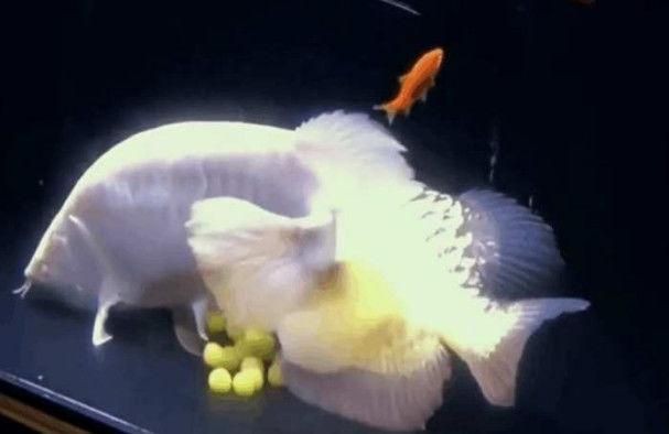 金龍魚吃框過程：金龍魚的“吃框”過程
