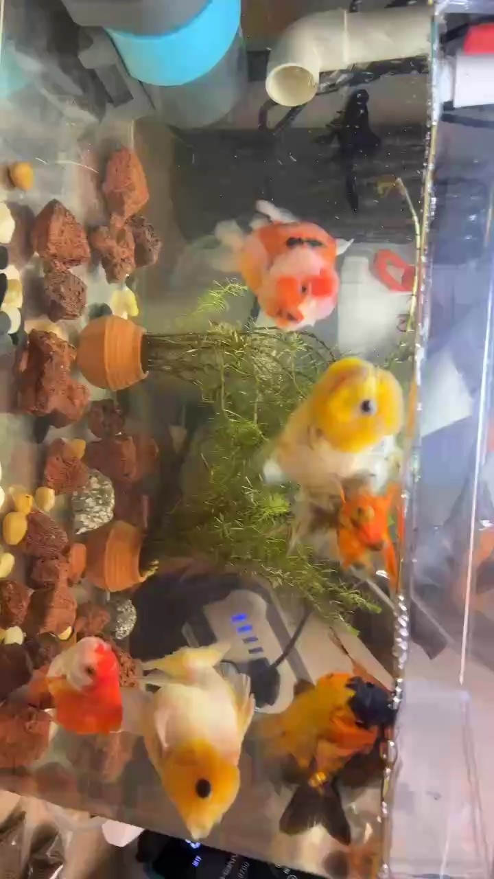 幫我看看這些是不是老頭魚