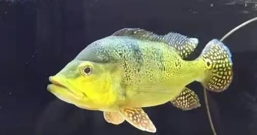 魚缸換水后水質發白是怎么回事？：換水后魚缸換水后水質發白并伴有白毛