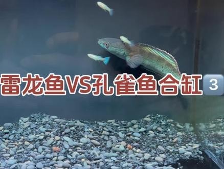 雷龍魚和孔雀魚