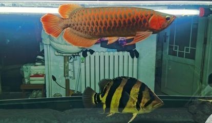 龍魚屬于國家保護動物嗎（龍魚屬于國家保護動物嗎？）