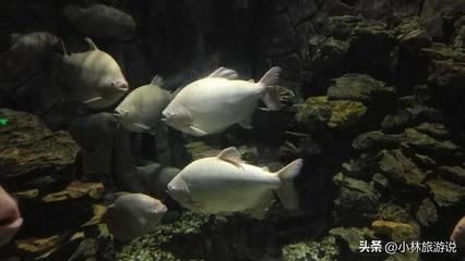 龍魚屬于國家保護動物嗎（龍魚屬于國家保護動物嗎？）