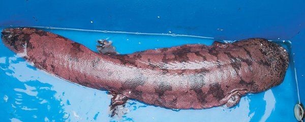 龍魚屬于國家保護動物嗎（龍魚屬于國家保護動物嗎？）