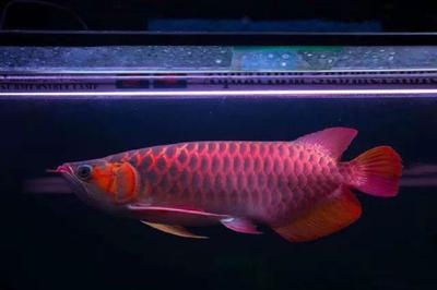 龍魚屬于國家保護動物嗎（龍魚屬于國家保護動物嗎？）