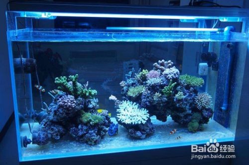 六角龍多久喂一次食物，六角龍喂食頻率取決于多種因素，六角龍的喂食量如何控制 六角龍多久喂一次食物，六角龍喂食頻率取決于多種因素，六角龍的喂食量如何控制 龍魚百科 第2張