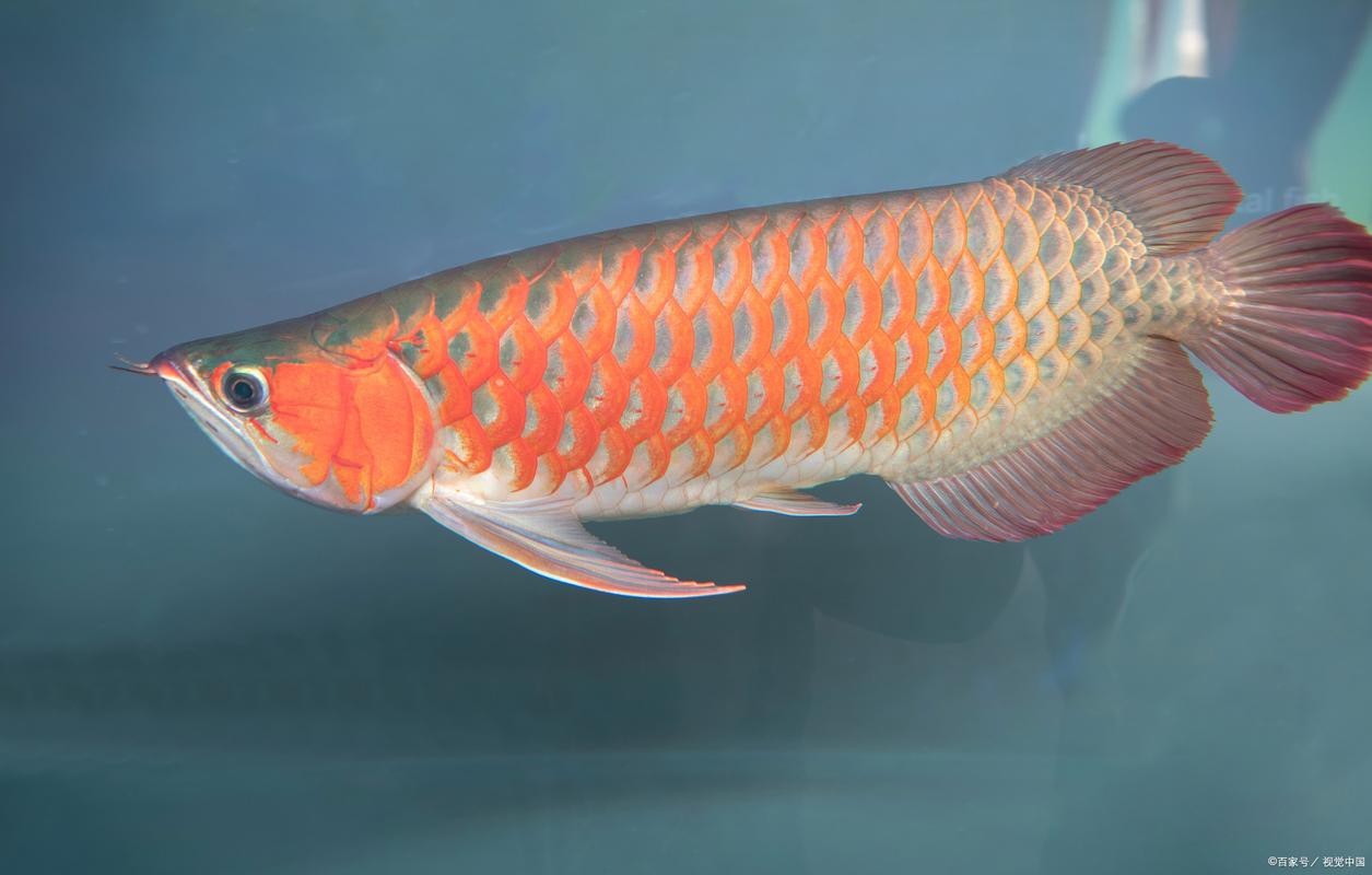 什么樣金龍魚是好的呢圖片