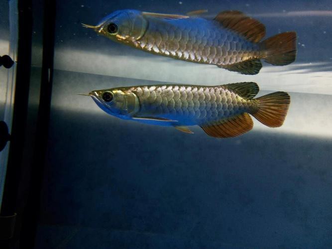什么樣金龍魚是好的呢圖片