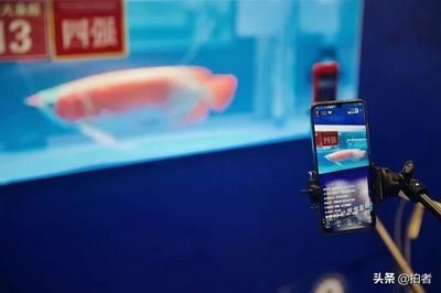 龍魚冬天上色用多少k的燈（冬季飼養龍魚時，選擇合適的燈光色溫對于龍魚上色至關重要）