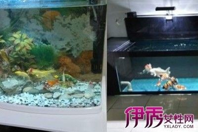 魚缸擺放的藝術與科學：養魚不僅僅是為了觀賞還需要考慮到水質、飼料、溫度等因素