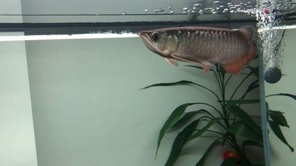小金龍魚一個月能長多少？：小金龍魚一個月生長速度可以達到一定的長度以下細節