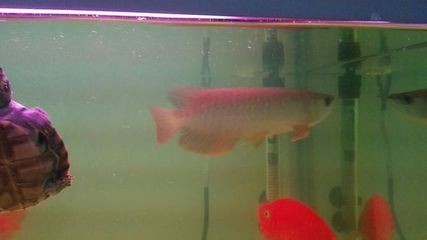 小金龍魚一個月能長多少？：小金龍魚一個月生長速度可以達到一定的長度以下細節