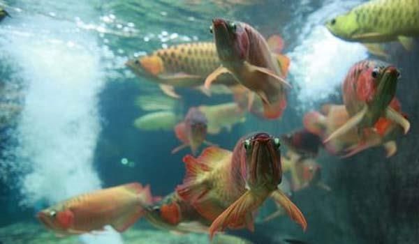紅龍魚和金龍魚可以混養(yǎng)嗎（紅龍魚和金龍魚是否可以混養(yǎng)，混養(yǎng)時需要注意以下幾個方面）