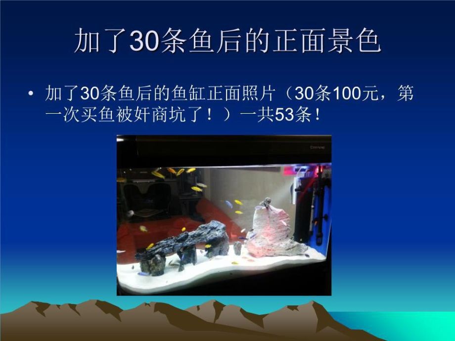鯛科魚魚缸造景（鯛科魚缸造景需要考慮到多種因素，鯛科魚魚缸造景需要注意什么）