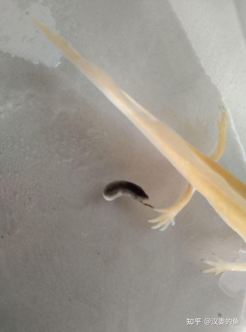 虎紋恐龍魚不吃飼料怎么辦 虎紋恐龍魚不吃飼料怎么辦 龍魚百科 第13張