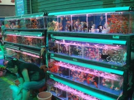 廣州觀賞魚批發市場推薦祥龍魚場