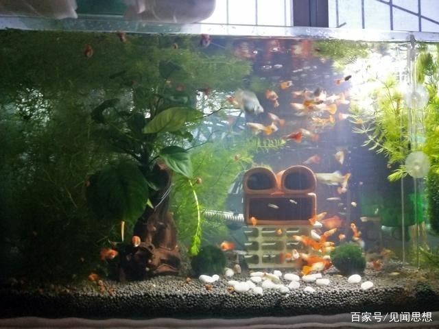 如何處理魚缸水質(zhì)渾濁的問題：鳳尾魚魚缸水渾濁的處理方法主要包括以下幾個方面 如何處理魚缸水質(zhì)渾濁的問題：鳳尾魚魚缸水渾濁的處理方法主要包括以下幾個方面 魚缸百科 第2張