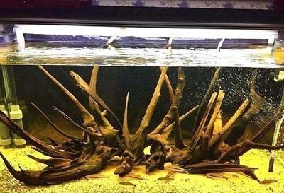 如何處理魚缸水質(zhì)渾濁的問題：鳳尾魚魚缸水渾濁的處理方法主要包括以下幾個方面 如何處理魚缸水質(zhì)渾濁的問題：鳳尾魚魚缸水渾濁的處理方法主要包括以下幾個方面 魚缸百科 第3張