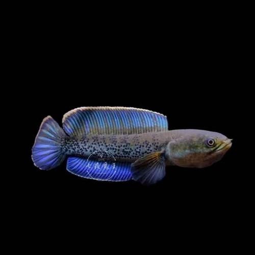 藍寶石龍魚圖片