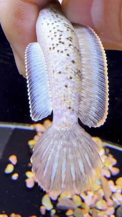 藍寶石龍魚圖片