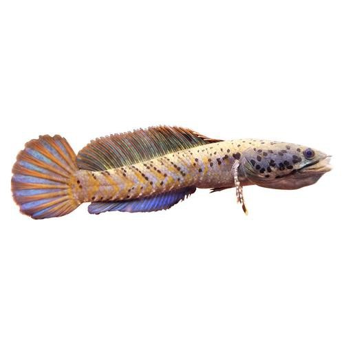 藍寶石龍魚圖片