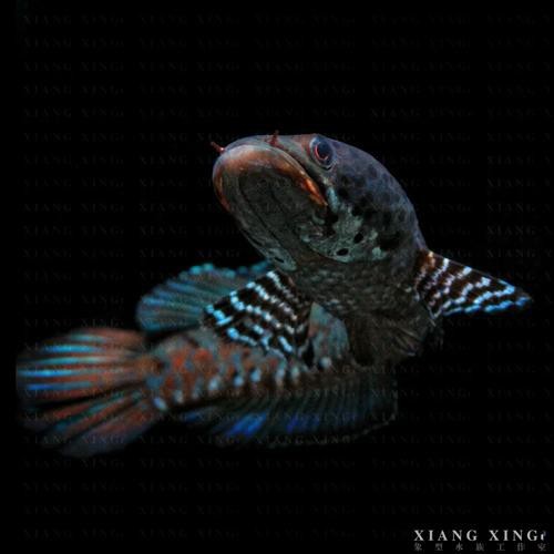 藍寶石龍魚圖片