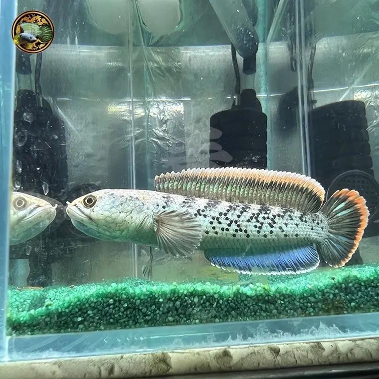 藍寶石龍魚圖片