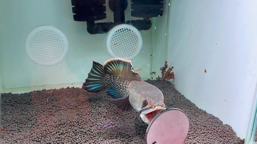 藍寶石龍魚圖片