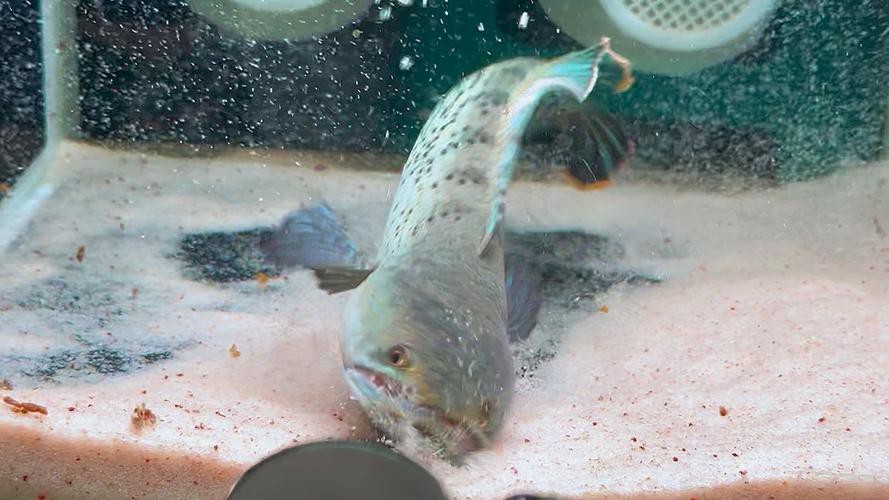藍寶石龍魚圖片
