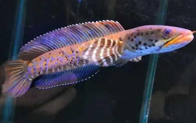藍寶石龍魚圖片