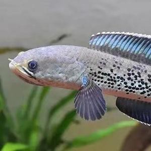 藍寶石龍魚圖片