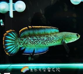 藍寶石龍魚圖片