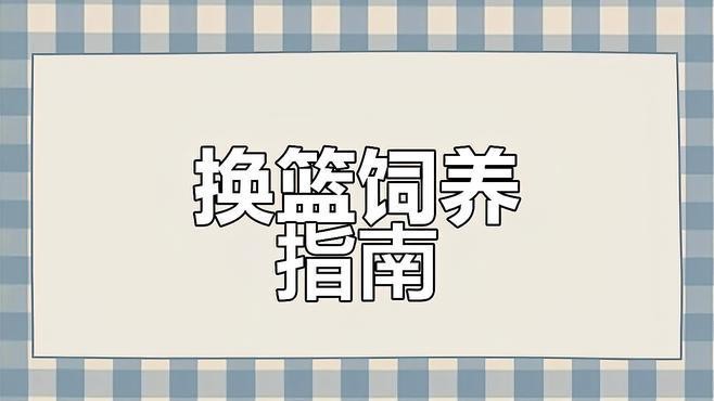 藍寶石龍魚圖片