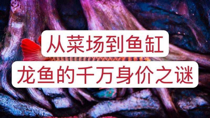 藍寶石龍魚圖片