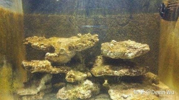 紅海海水魚缸設計理念（紅海海水魚缸的科學設計）