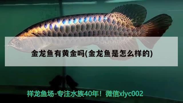 谷城縣一品居水族館家裝飾品店