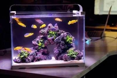 觀賞魚缸品牌排行榜前十名（如何選擇一個合適的觀賞魚缸品牌）