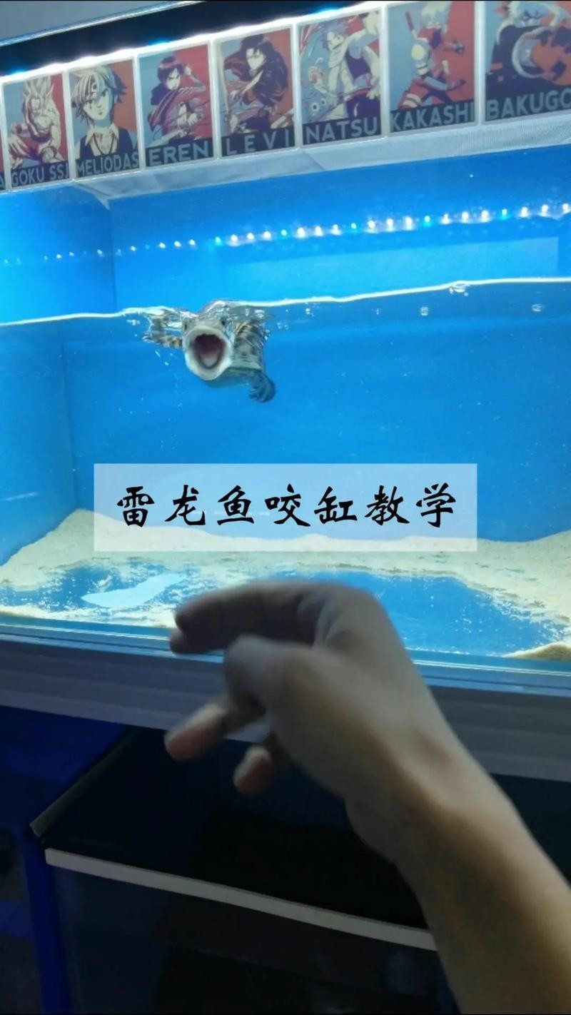 雷龍魚跳缸后怎么恢復