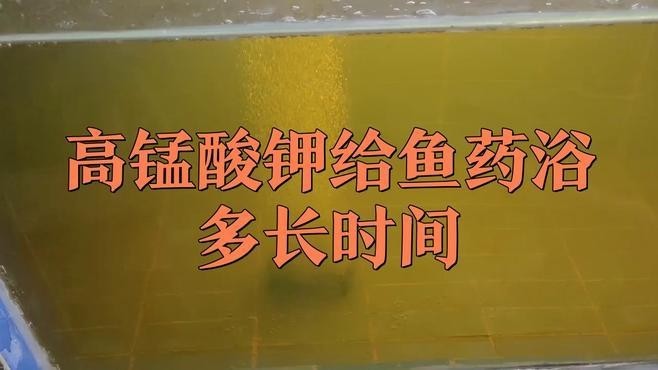 雷龍魚跳缸后怎么恢復