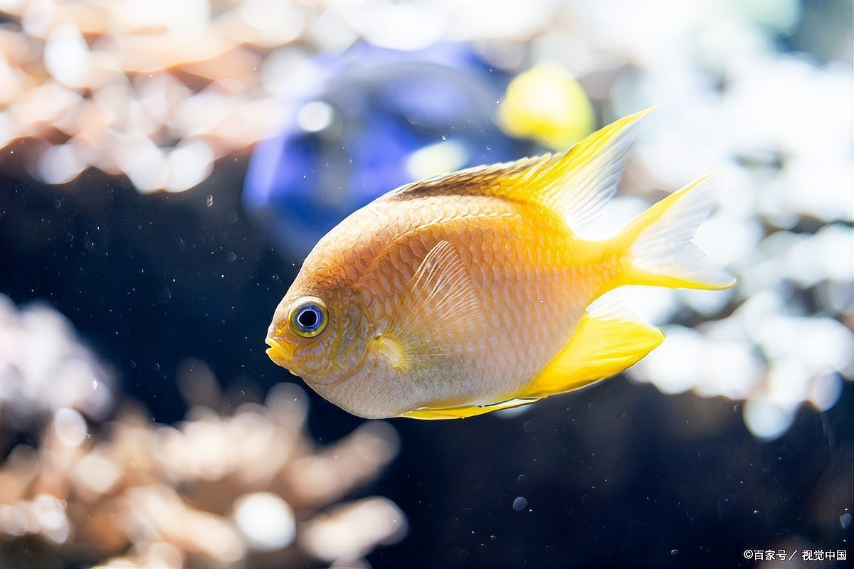 雷龍魚腸炎能自愈嗎？