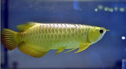養龍魚養幾條比較吉利旺財圖片：養幾條龍魚好吉利風水