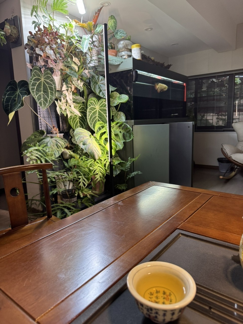 雨天更適合喝茶賞魚