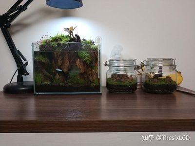 魚缸和草缸同缸可以嗎：魚缸與水草缸的共存是可行的，但需要注意水質(zhì)管理和植物生長條件