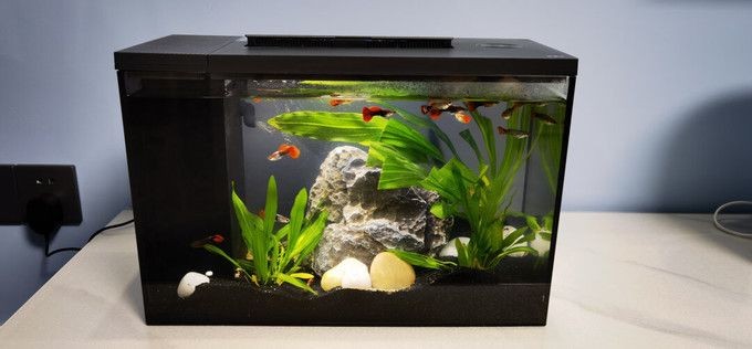 魚缸和草缸同缸可以嗎：魚缸與水草缸的共存是可行的，但需要注意水質管理和植物生長條件