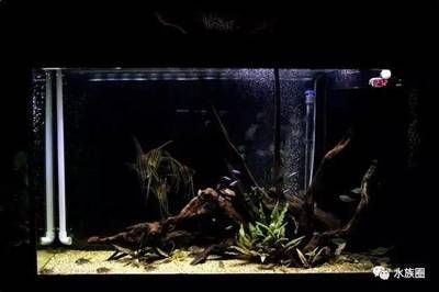魚缸和草缸同缸可以嗎：魚缸與水草缸的共存是可行的，但需要注意水質(zhì)管理和植物生長條件