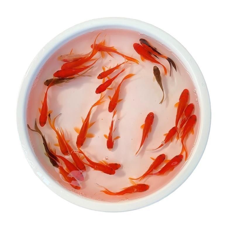 龍魚喂食草金魚優缺點：如何安全地喂食草金魚，龍魚消化不良的預防措施