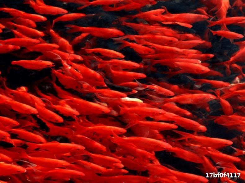 龍魚喂食草金魚優缺點：如何安全地喂食草金魚，龍魚消化不良的預防措施