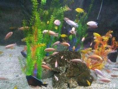 一米魚缸背景墻效果圖：一米高的魚缸背景墻裝飾元素推薦魚缸水景設計案例欣賞