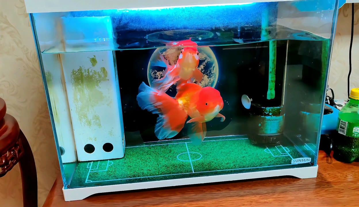 鸚鵡魚總是在魚缸底部趴著睡覺可能是健康問題的信號：紅鸚鵡總是在魚缸底部趴著睡覺怎么辦？